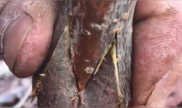 嫁接视频,视频揭秘植物繁殖新篇章