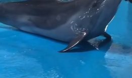 海豚视频,探索海洋生物的奇妙世界